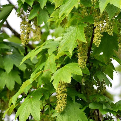Sycamore tree catkins