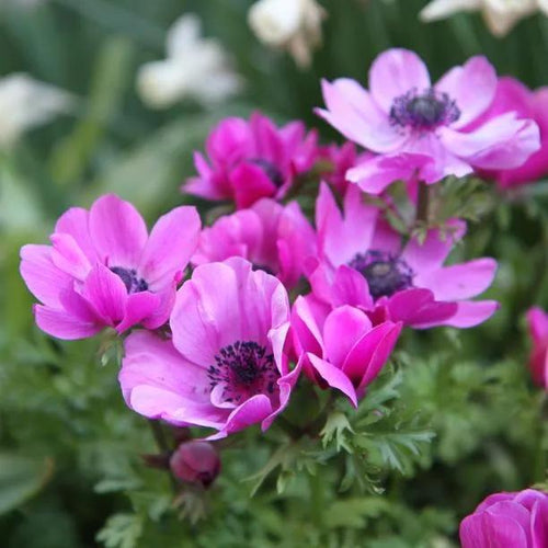 Sylphide Anemone Flowers