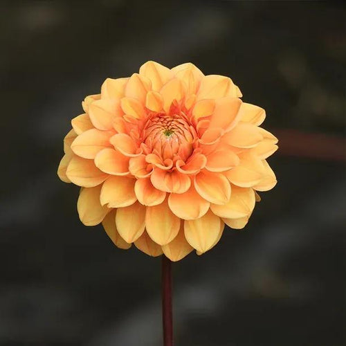 Sylvia Orange Dahlia Flowers