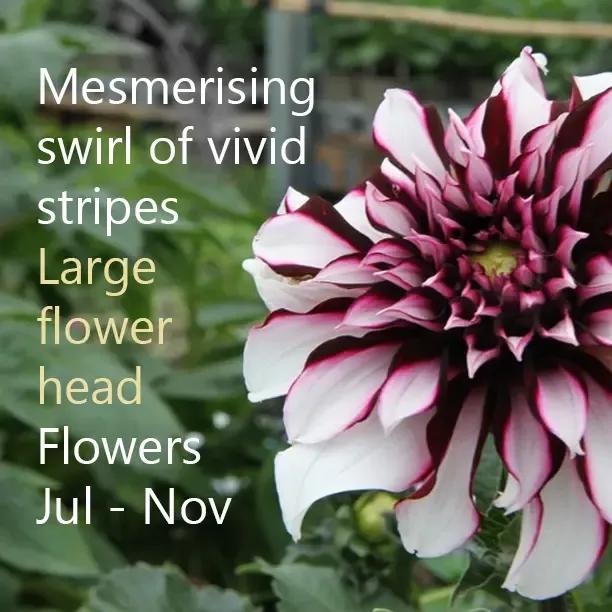 Tartan dahlia Large flower head