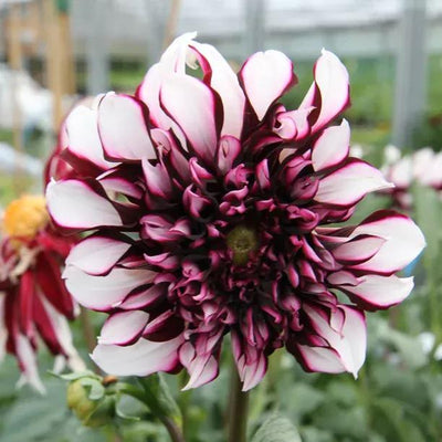 Tartan Dahlia Flowers