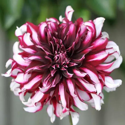 Tartan Dahlia Flowers