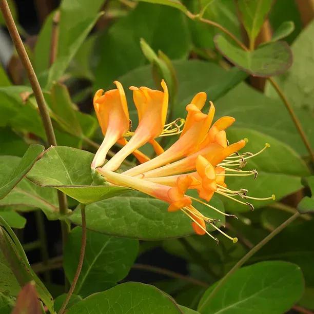Tellmanniana Honeysuckle – Striking Copper-Orange for Shade