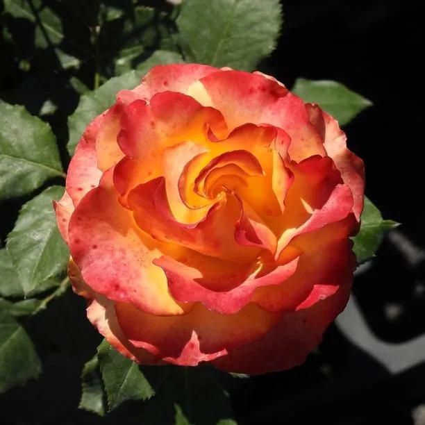 Tequila Sunrise Hybrid Tea Rose Flowers