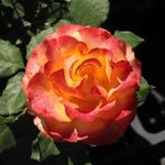 Tequila Sunrise Hybrid Tea Rose Flowers