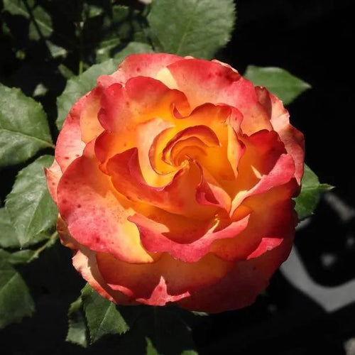 Tequila Sunrise Hybrid Tea Rose Flowers