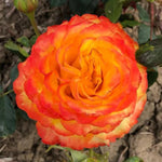 Tequila Sunrise Hybrid Tea Rose Flowers