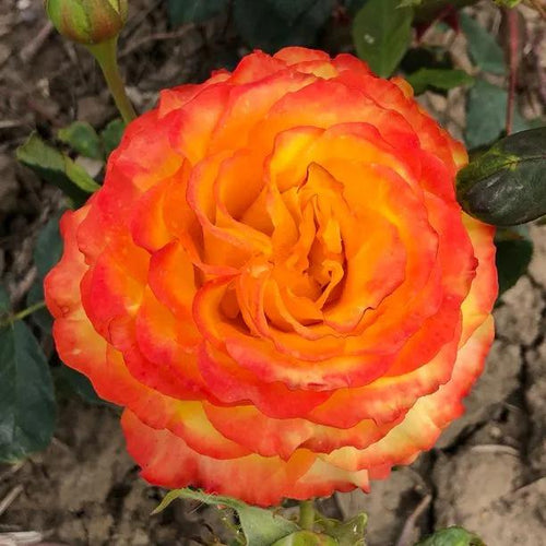 Tequila Sunrise Hybrid Tea Rose Flowers
