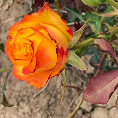 Tequila Sunrise Hybrid Tea Rose Flowers