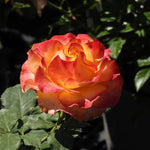Tequila Sunrise Hybrid Tea Rose Flowers