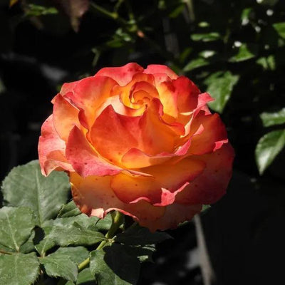 Tequila Sunrise Hybrid Tea Rose Flowers