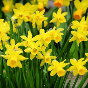 Tete a Tete Dwarf Narcissus Daffodil Flowers