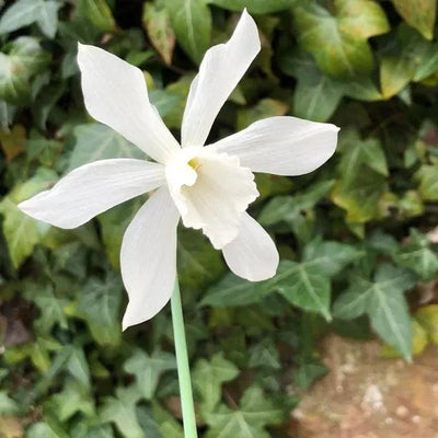 Thalia Daffodil Flowers