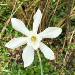 Thalia White Daffodil Flowers