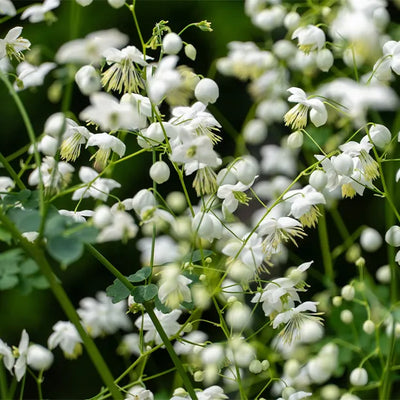 Close up of Thalictrum del Splendide White Flowers