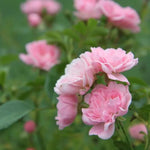 The Fairy Shrub Rose Flowers