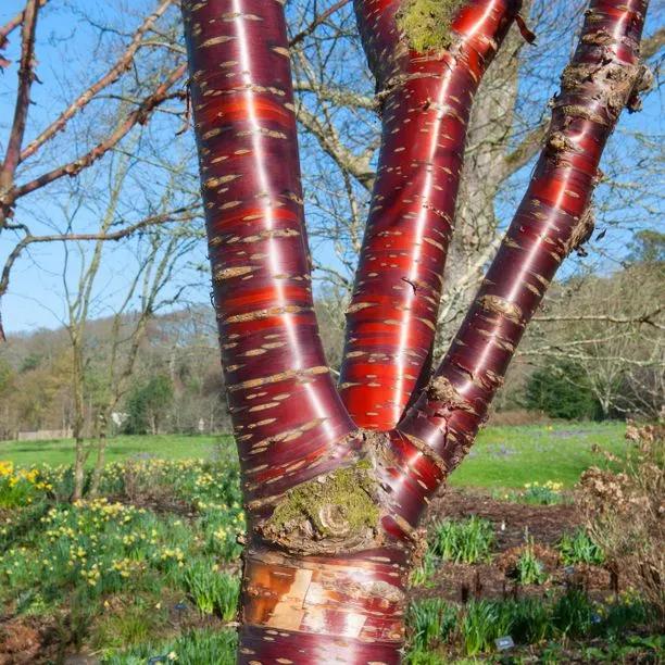 Chettar Tree Tibetan Cherry Tree – Peeling Mahogany Bark to 8m