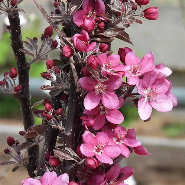 Tickled Pink Apple blossom on the tree