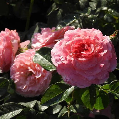 Tickled Pink Rose Flowers