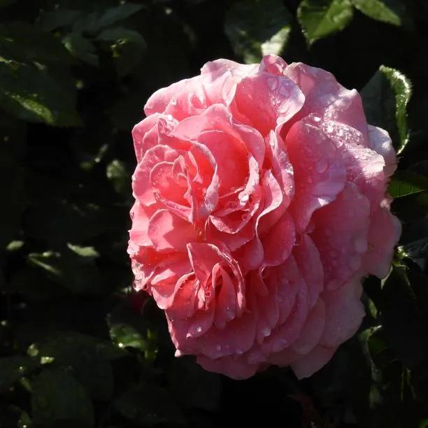 Tickled Pink Rose Flowers