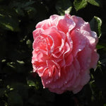 Tickled Pink Rose Flowers