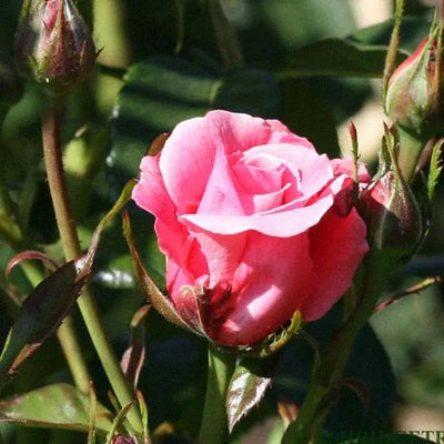 Tickled Pink Rose Flowers