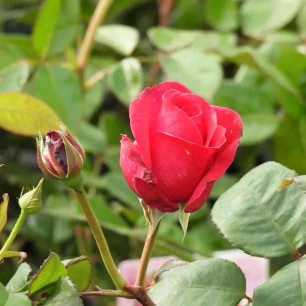 Timeless Charisma Rose Flowers