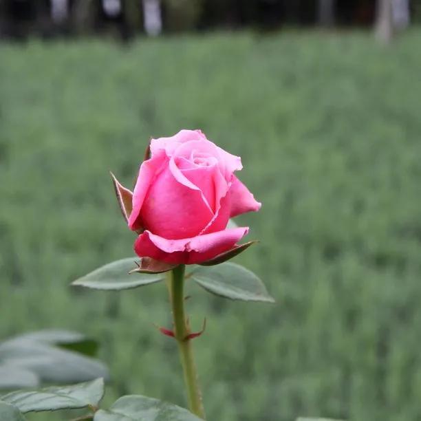 Timeless Pink Rose Flowers
