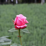 Timeless Pink Rose Flowers