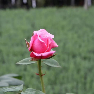 Timeless Pink Rose Flowers