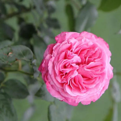 Timeless Pink Rose Flowers