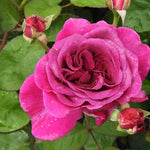 Timeless Purple Rose Flowers