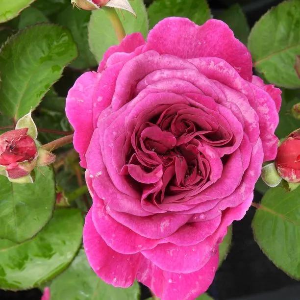 Timeless Purple Rose Flowers