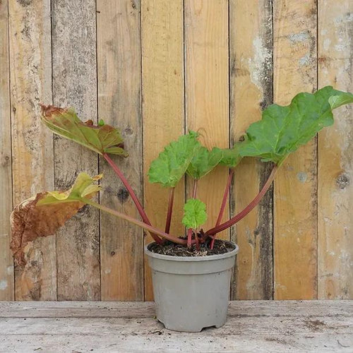 Timperley Early Rhubarb Plant in 3 Litre Pot