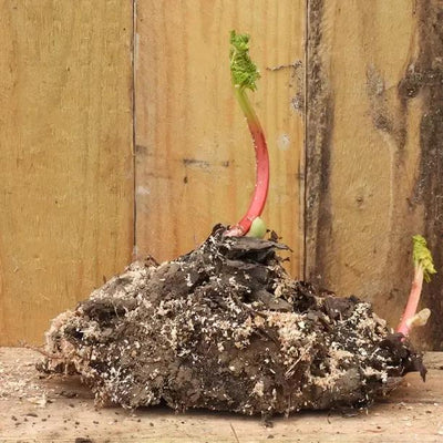 Bareroot Timperley Rhubarb Plants