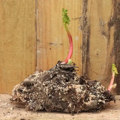 Bareroot Timperley Rhubarb Plants