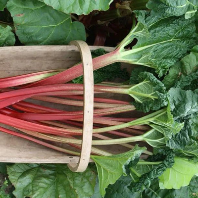 Timperley Early Rhubarb
