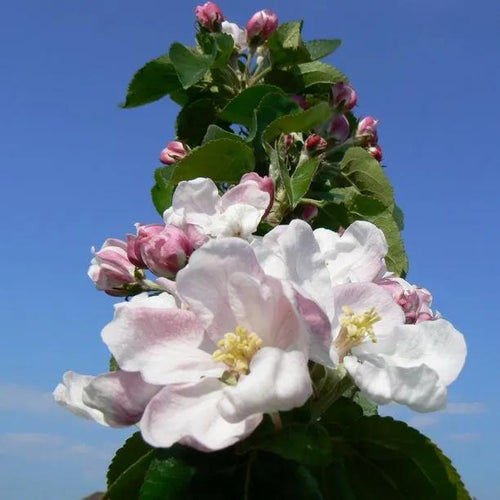 Tom Putt Apple blossom on the tree