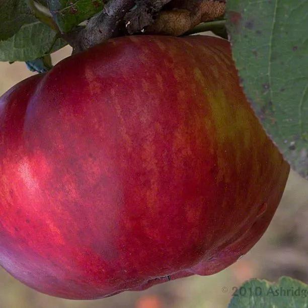 Tom Putt Apples on the tree