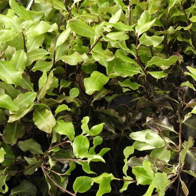 Pittosporum Tom Thumb Leaves