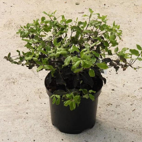3 Litre Pittosporum Tom Thumb Plant