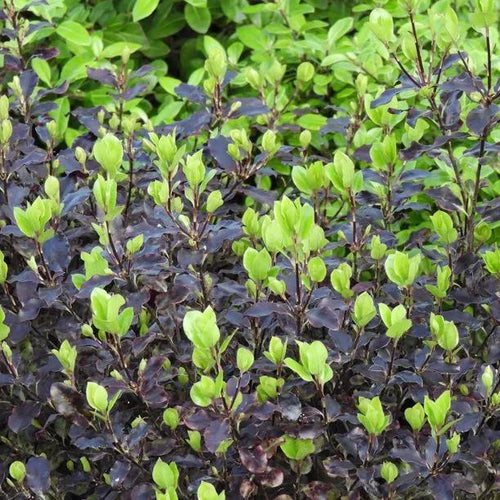 Recently clipped Tom Thumb Hedging Showing the two tone leaves
