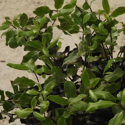 Tom Thumb Pittosporum Leaves