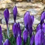 Tommasini's Crocus Flowers - Purple