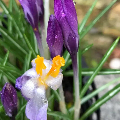 Tommasini's Crocus Flowers