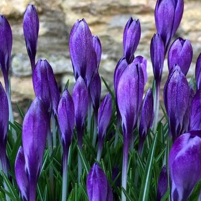 Tommasini's Crocus Flowers