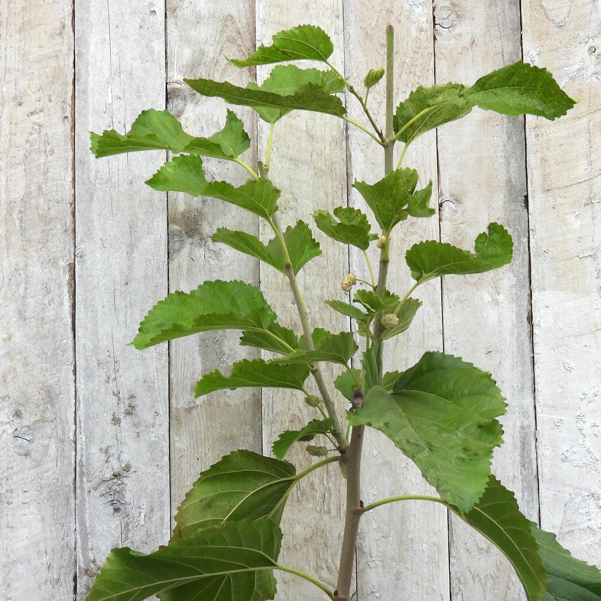 A green mulberry plant shoot with leaves and small buds, photographed against a light weathered wood plank background.