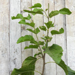A green mulberry plant shoot with leaves and small buds, photographed against a light weathered wood plank background.