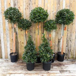 Bay Trees Size Comparison: 100x35cm, 140x35cm and 160x40cm Lollipops, and Pyramid Bushes