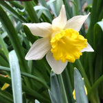 Topolino Daffodil Flowers
